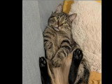 En attente d'adoption : chat tigré de 2 ans