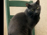 À adopter : chat gris d'un an
