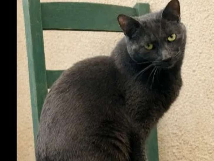 À adopter : chat gris d'un an