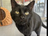 En attente d'un foyer : chat noir de 4 ans