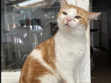 À la recherche d'une famille : chat roux et blanc de 2 ans