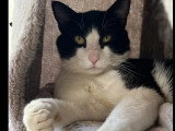 À adopter : chat noir et blanc de 3 ans