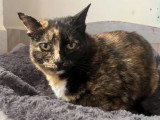 Disponible à l'adoption : chatte écaille de tortue de 5 ans