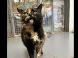 Disponible à l'adoption : chatte écaille de tortue de 5 ans