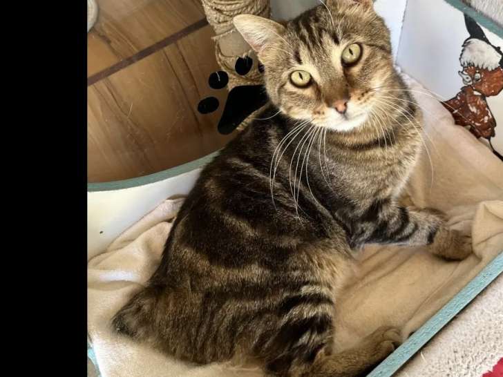 À la recherche d'une famille : chat tigré de 3 ans