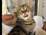 À la recherche d'une famille : chat tigré de 3 ans