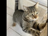 Prête pour l'adoption : chatte tigrée d'un an