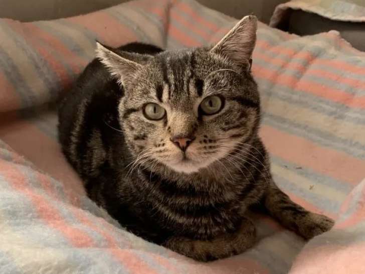 En attente d'adoption : chat tigré d'un an