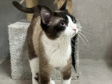 À accueillir : chat tricolore de 4 ans
