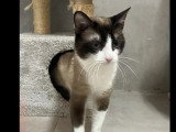 À accueillir : chat tricolore de 4 ans