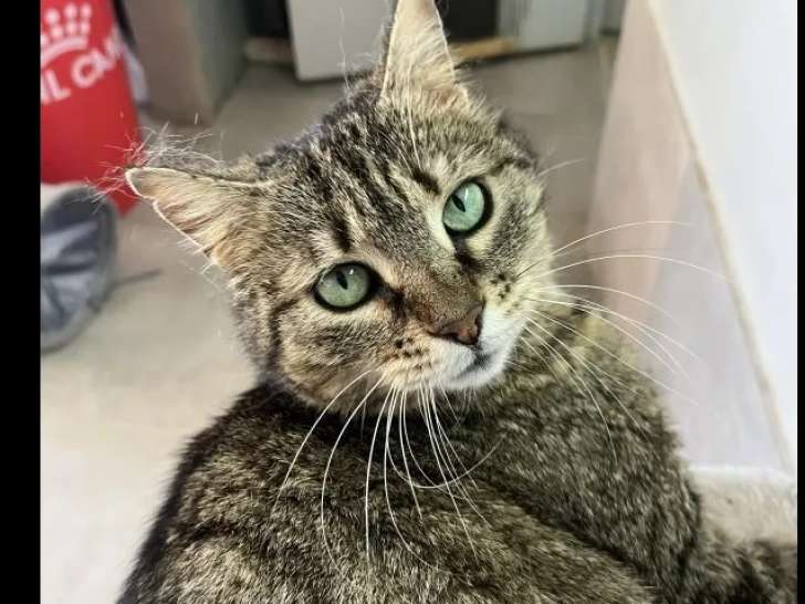 Adoption disponible : chatte tigrée de 4 ans