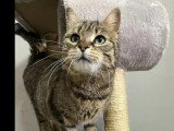 Adoption disponible : chatte tigrée de 4 ans