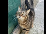 En attente d'un foyer : chatte tigrée de 3 ans
