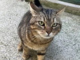 En attente d'un foyer : chatte tigrée de 3 ans