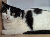 À la recherche d'une famille : chatte noire et blanche de 6 ans