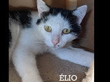 En quête d'un foyer : chat noir et blanc de 5 ans