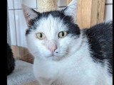 En quête d'un foyer : chat noir et blanc de 5 ans