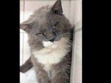 Disponible à l'adoption : chat gris et blanc de 12 ans