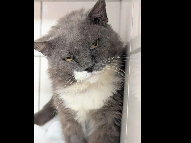 Disponible à l'adoption : chat gris et blanc de 12 ans