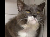 Disponible à l'adoption : chat gris et blanc de 12 ans