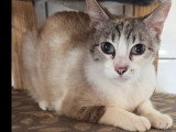 À adopter : chatte pluricolorée de 2 ans