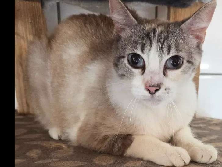 À adopter : chatte pluricolorée de 2 ans