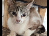 À adopter : chatte pluricolorée de 2 ans