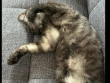 En attente d'un foyer : chat noir d'un an