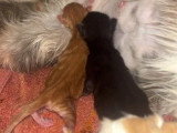 Deux chatons Maine Coon mâles à réserver non LOOF nés en juin 2026