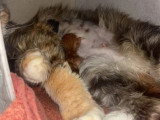 Deux chatons Maine Coon mâles à réserver non LOOF nés en juin 2026