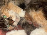 Deux chatons Maine Coon mâles à réserver non LOOF nés en juin 2026