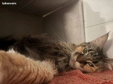 Deux chatons Maine Coon mâles à réserver non LOOF nés en juin 2026