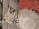 Chatons de type Sacré de Birmanie à vendre (1 femelle & 1 mâle)