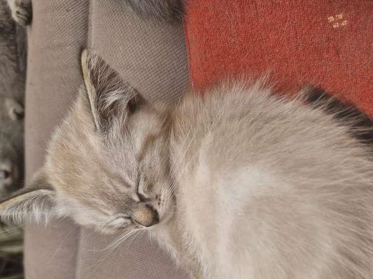 Chatons de type Sacré de Birmanie à vendre (1 femelle & 1 mâle)