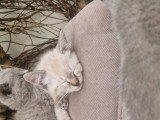 Chatons de type Sacré de Birmanie à vendre (1 femelle & 1 mâle)
