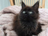 Chaton femelle Maine Coon black smoke LOOF disponible en vente