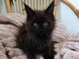 Chaton femelle Maine Coon black smoke LOOF disponible en vente