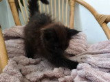 Chaton femelle Maine Coon black smoke LOOF disponible en vente