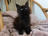 Chaton femelle Maine Coon black smoke LOOF disponible en vente
