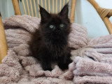 Chaton femelle Maine Coon black smoke LOOF disponible en vente