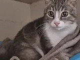 À adopter : chatte tigrée de 3 ans