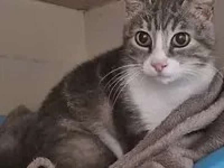 À adopter : chatte tigrée de 3 ans