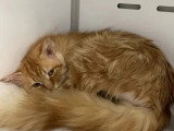 En attente d'un foyer : chat au pelage roux de 4 ans