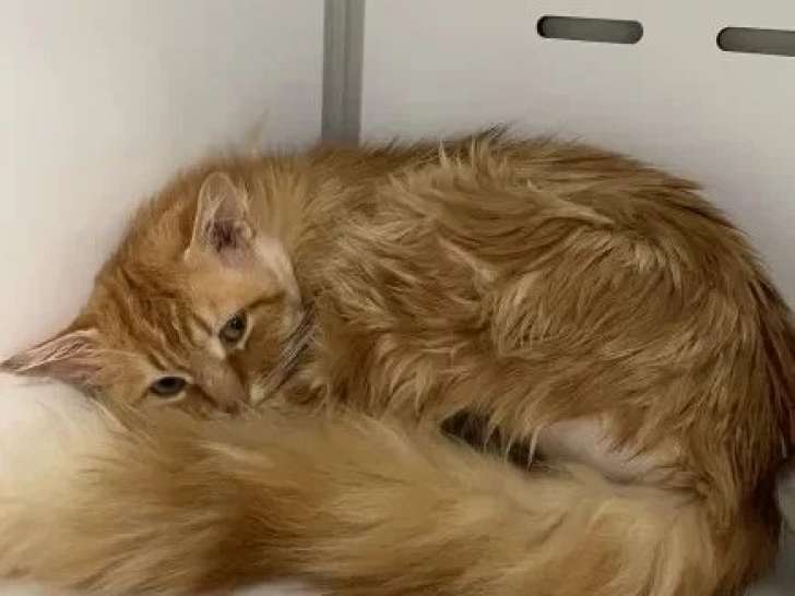 En attente d'un foyer : chat au pelage roux de 4 ans