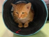 En attente d'un foyer : chat au pelage roux de 4 ans
