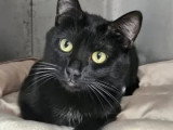 À la recherche d'une famille : chat noir de 3 ans