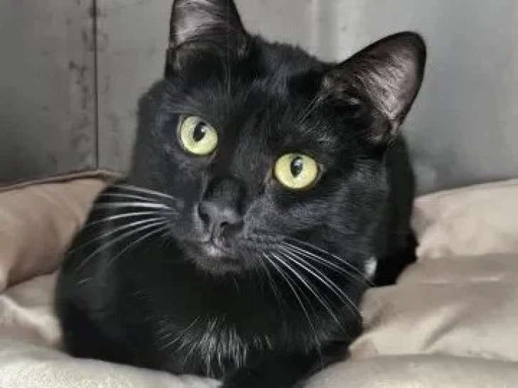 À la recherche d'une famille : chat noir de 3 ans