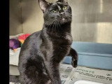 À la recherche d'une famille : chat noir de 3 ans