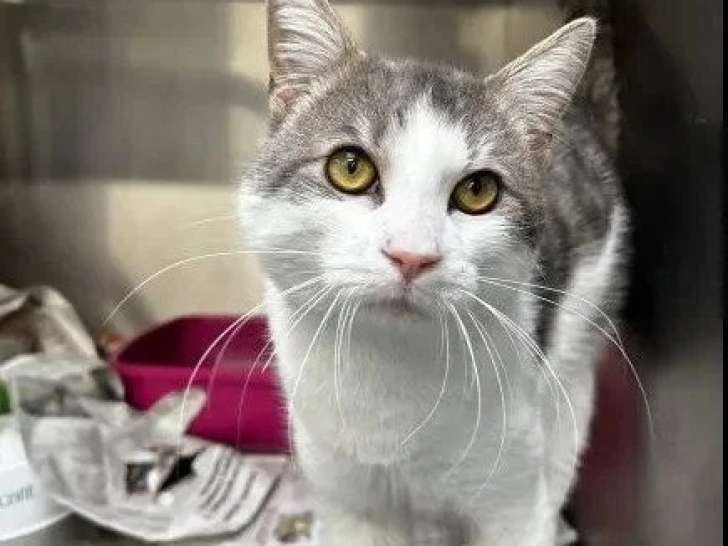 En quête d'un foyer : chat gris et blanc de 5 ans