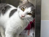 En quête d'un foyer : chat gris et blanc de 5 ans